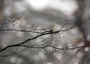 A Winter Shower