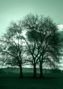 Winter Tint