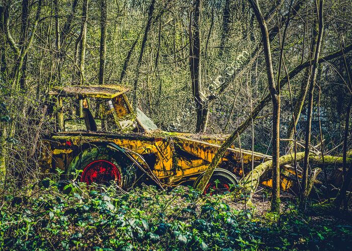 Woodland Graveyard