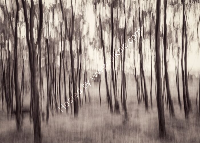 Woodland Sketch