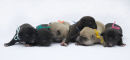 Puppies