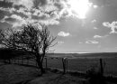 Steyning Bowl in Black and White