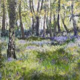Sunlit bluebell wood