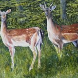 Fallow Deer In Homefield Wood