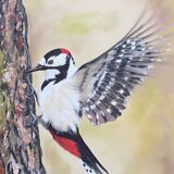 Greater Spotted Woodpecker