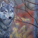 Grey Wolf