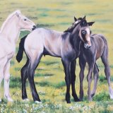 Strumble Head Foals