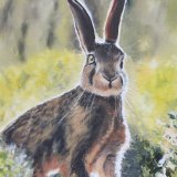 Sunlit Hare