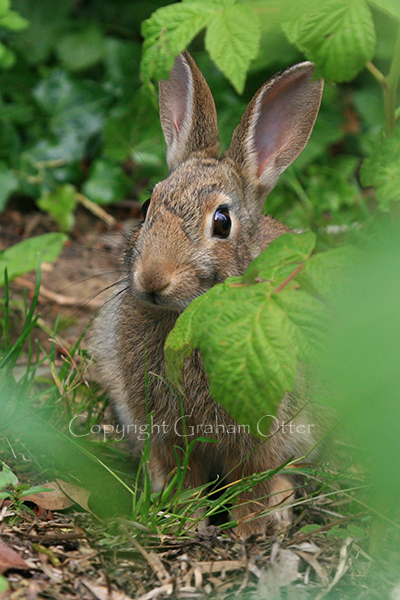 Rabbit in the veg patch