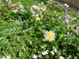Yes, it's a pink dandelion! Time to rethink what is a weed and what is a lawn?