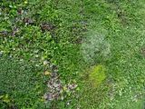 Tight sward freshly mown
