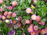 Summer in the lawn close-up
