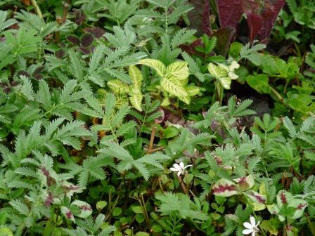Foliage is as important as flowers