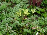 Foliage is as important as flowers