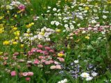 A colourful riot in the lawn