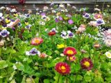 A flower party...