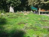 Avondale Park four months after laying