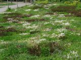 Avondale one year after planting