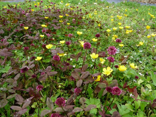 Early summer in the trial lawn three weeks after the chop