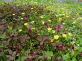 Early summer in the trial lawn three weeks after the chop