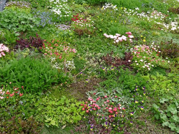 Early Spring after autumn planting