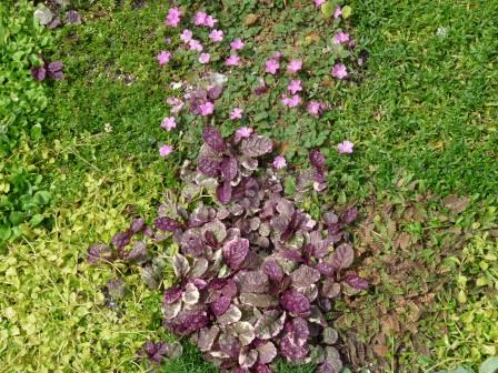The plants in the Avondale lawn are begining to blend and create a sward