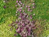 The plants in the Avondale lawn are begining to blend and create a sward