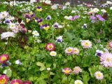 Summer prettiness.