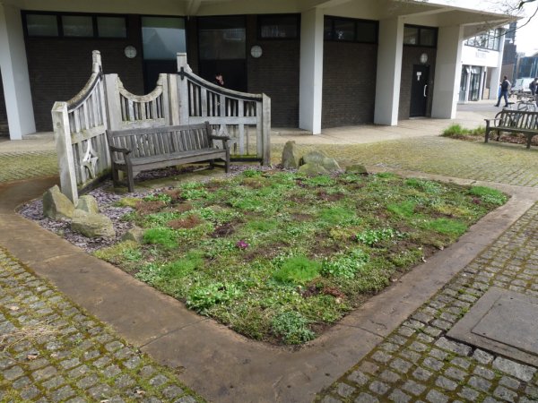Newly planted grass-free lawn at the University of Reading