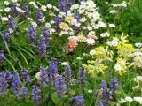 Spring loveliness