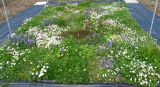 Trial lawn Spring 2013