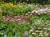 Spring Lawn 1 2012