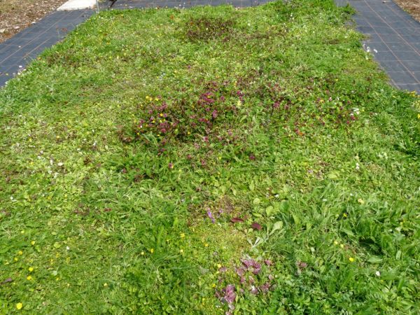 Well Trampled!