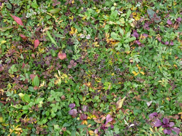 Autumn in the lawn