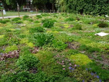 Avondale Park Lawn one month after laying and a day before it's first encounter with the mower