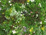 For the RHS Chelsea Flower Show 2013