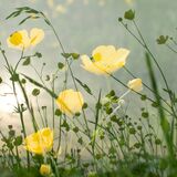 IGPOTY Finalist Bothering Buttercups