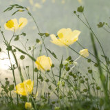 Bothering Buttercups IGPOTY Finalist A3