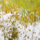 Bough of Gold