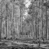 Unfinished Business - Moors Valley