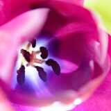 Single Magenta Tulip