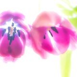 Magneta Tulip
