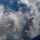 Lily Pond - Botanical Gardens Oxford