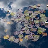 Lily Pond 2 - Botanical Gardens Oxford