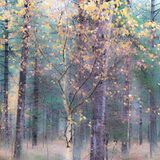 Spring arrives in the Ringwood Forest