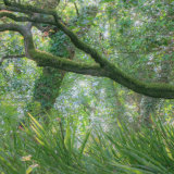 A forest by the sea