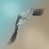 Sense