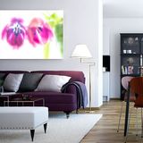 Magenta Tulip