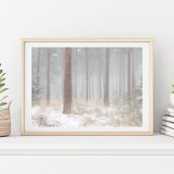 Winter arrives in the Ringwood Forest
