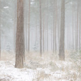 Winter arrives in the Ringwood Forest
